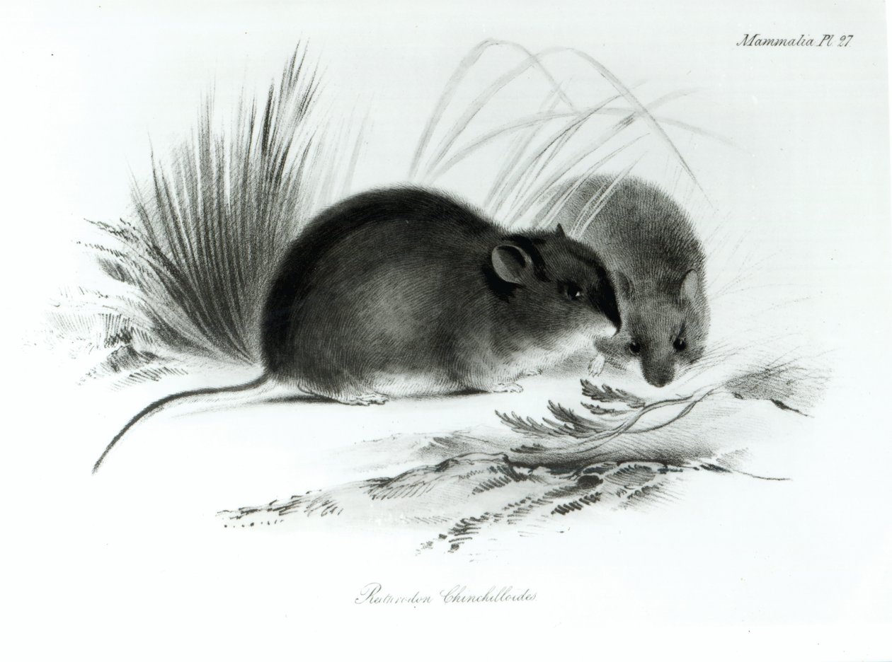 Mouse，Tierra del Fuego，South America c.1832-36 作者 英语学校