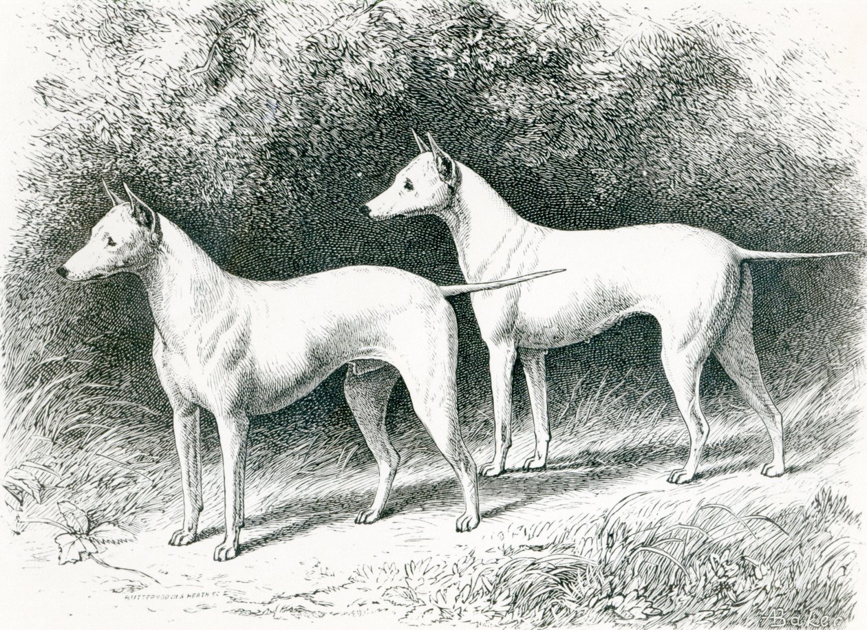 Vero Shaw先生的白色英国猎犬&39;Sylvio&39;和&39;Sylph&39; 作者 英语学校