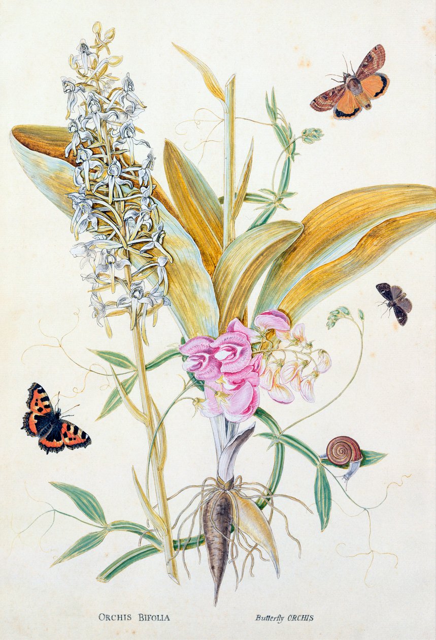 兰花：Bifolia（蝴蝶兰花），印刷，c.1860 作者 英语学校