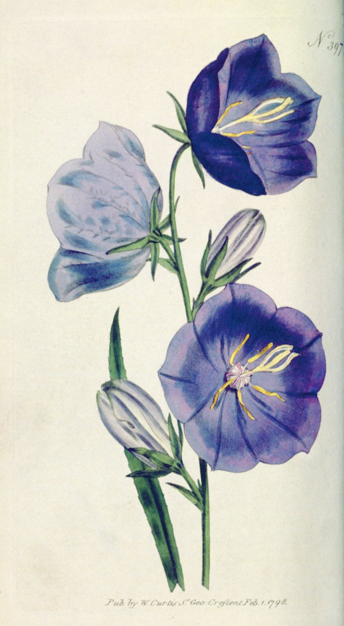 桃色的风铃草或风铃草（Campanula persicifolia var.maxima），来自William Curtis The Botanical Magazine（或Flower Garden Displayed），酒吧的397号板。 1792 作者 英语学校
