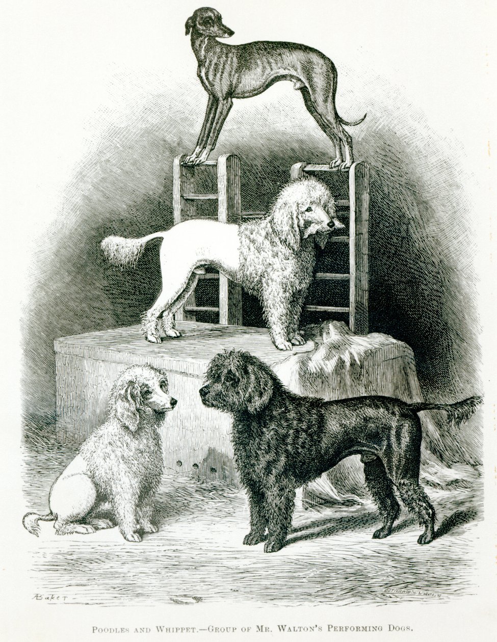 贵宾犬和Whippet  - 沃尔顿先生的表演犬群 作者 英语学校