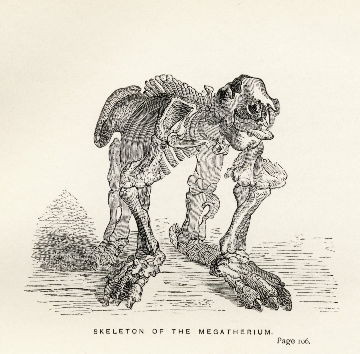 来自查尔斯·达尔文（Charles Darwin，1809-82）的“研究期刊”（Journal of Researches）的Megatherium的骨架出版于伦敦1890年 作者 英语学校