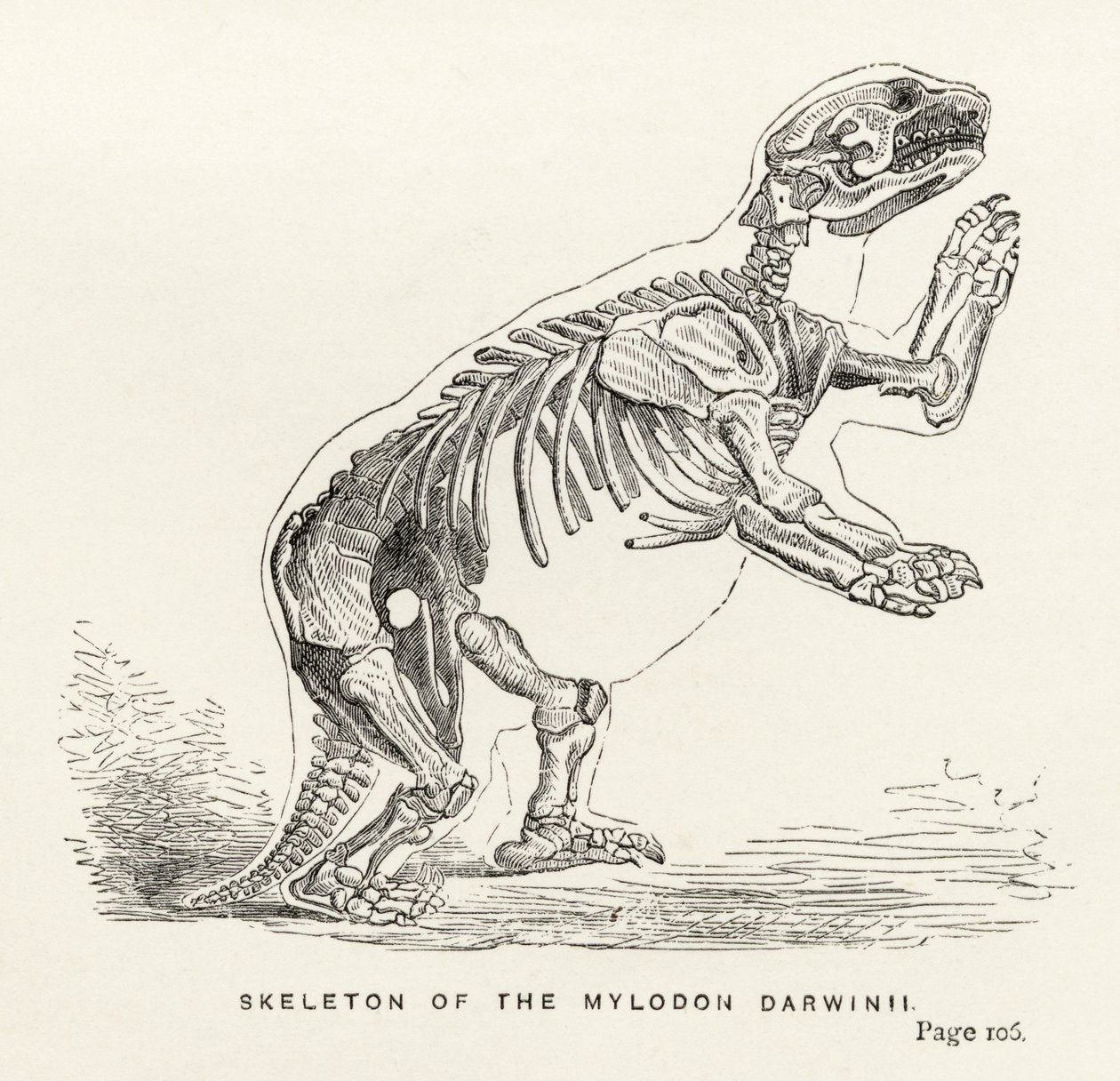 Mylodon Darwinii的骨架来自Charles Darwin（1809-82）的“研究期刊”，1890年出版伦敦 作者 英语学校