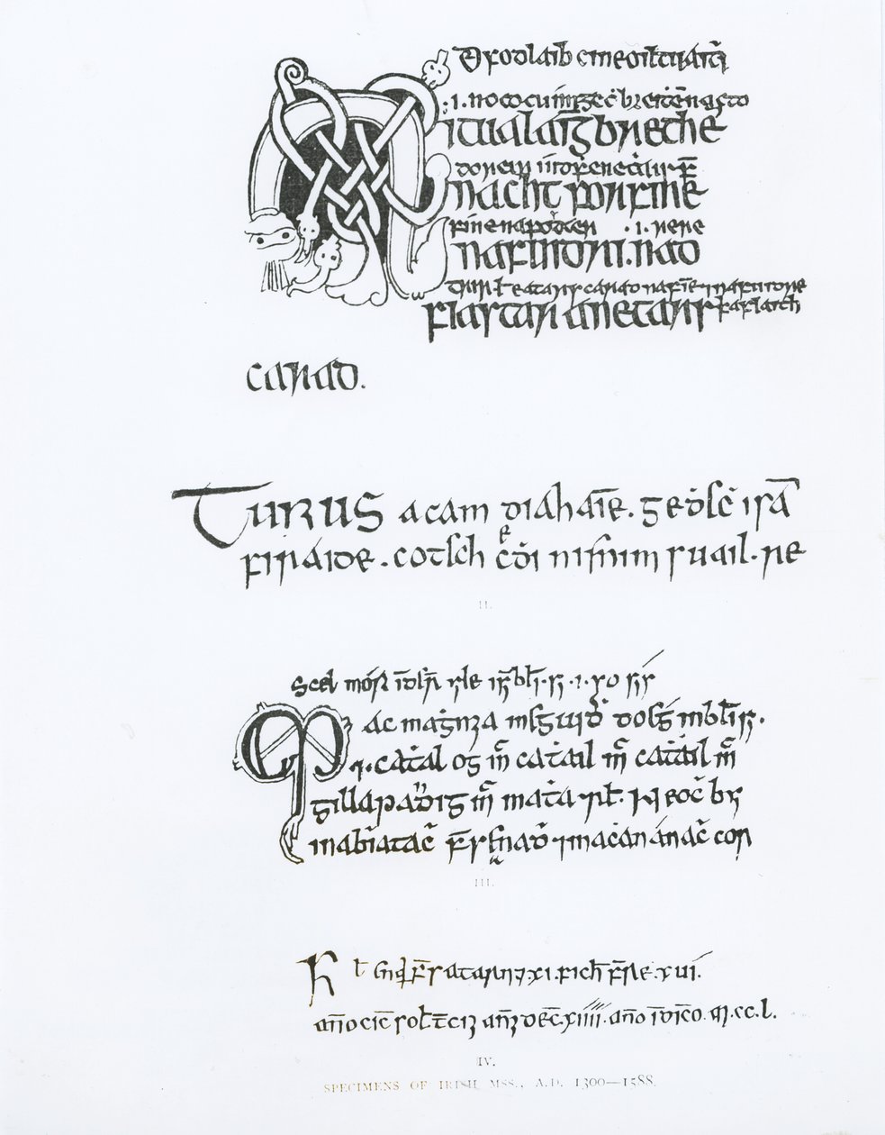 爱尔兰手稿的标本，c.1300-1588 作者 英语学校
