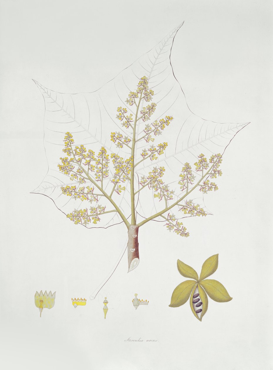 Sterculia Urens（彩色雕刻） 作者 英语学校