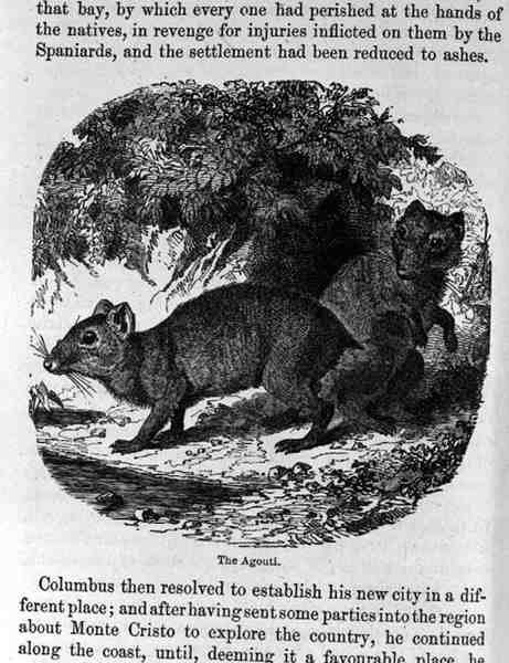 Agouti，来自Santo Domingo过去和现在由Samuel Hazard，酒吧。 1873年 作者 英语学校