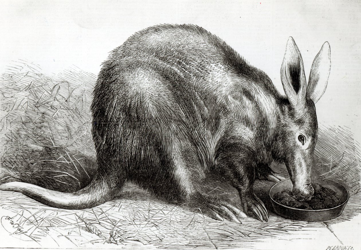 位于摄政公园动物园的Cape Ant-Eater，来自“The Illustrated London News”，由Pearson雕刻， 作者 英语学校