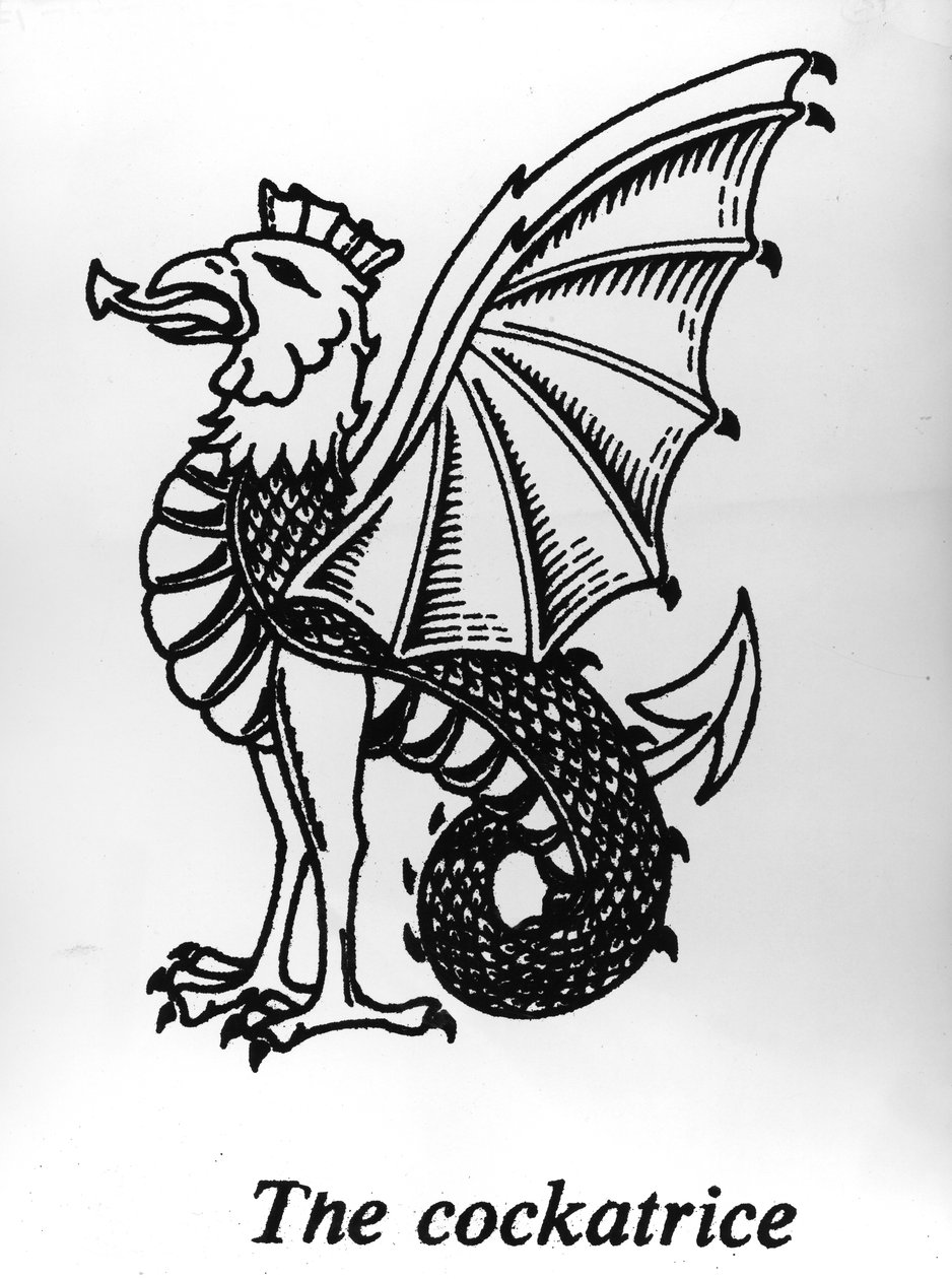 Cockatrice 作者 英语学校