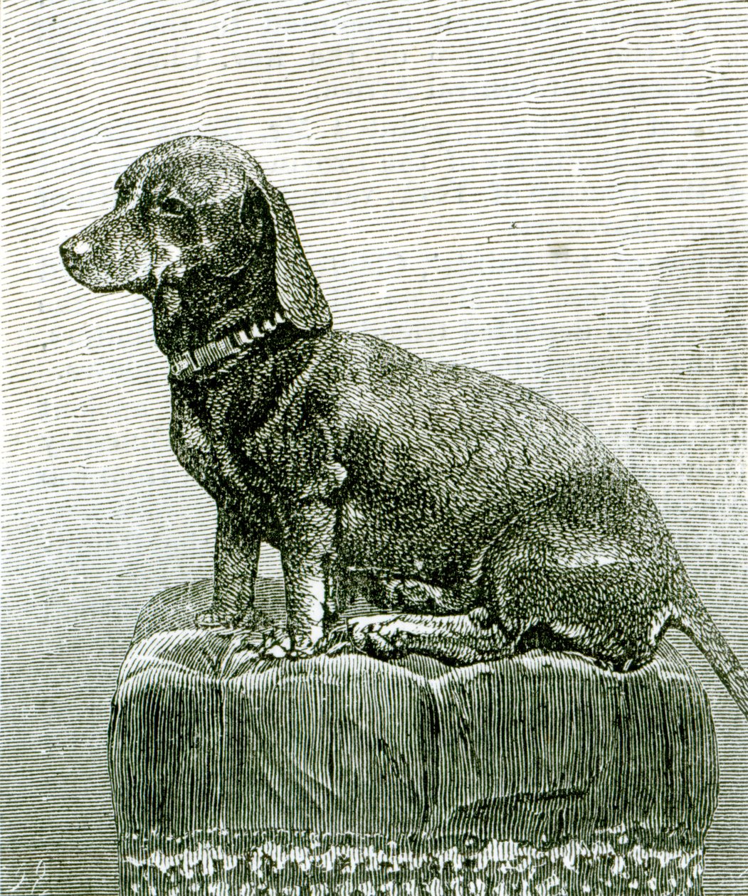 The Dog Jacob，来自&39;The Illustrated London News&39;，1883年11月3日 作者 英语学校