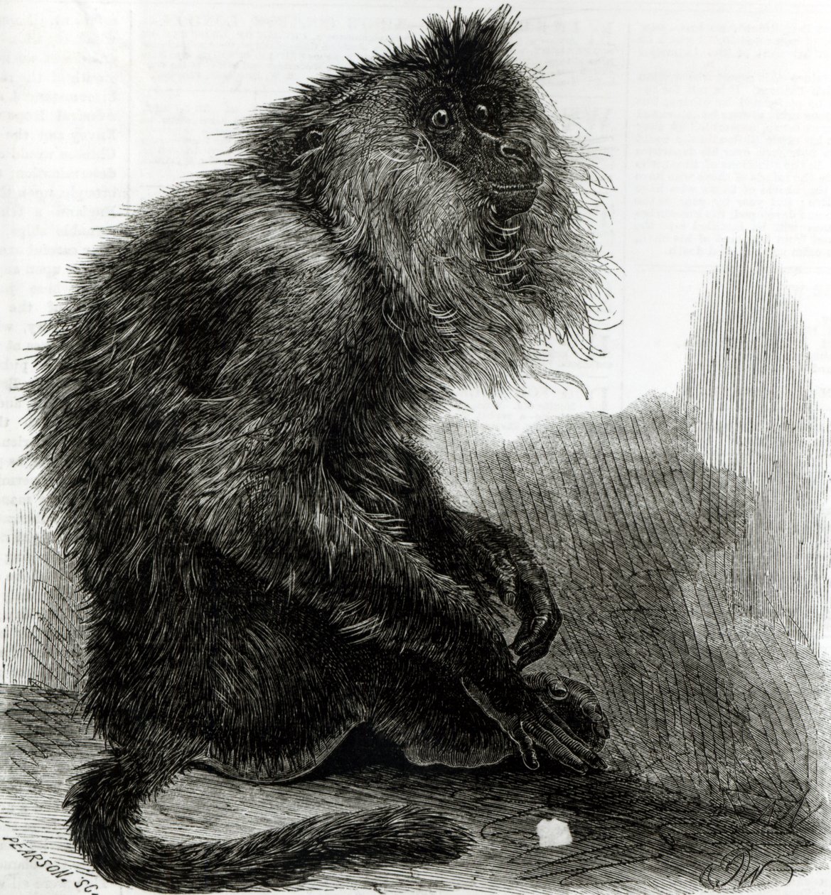 印度Waderoo猴子（Silenus Veter）由Pearson雕刻，1859年10月 作者 英语学校
