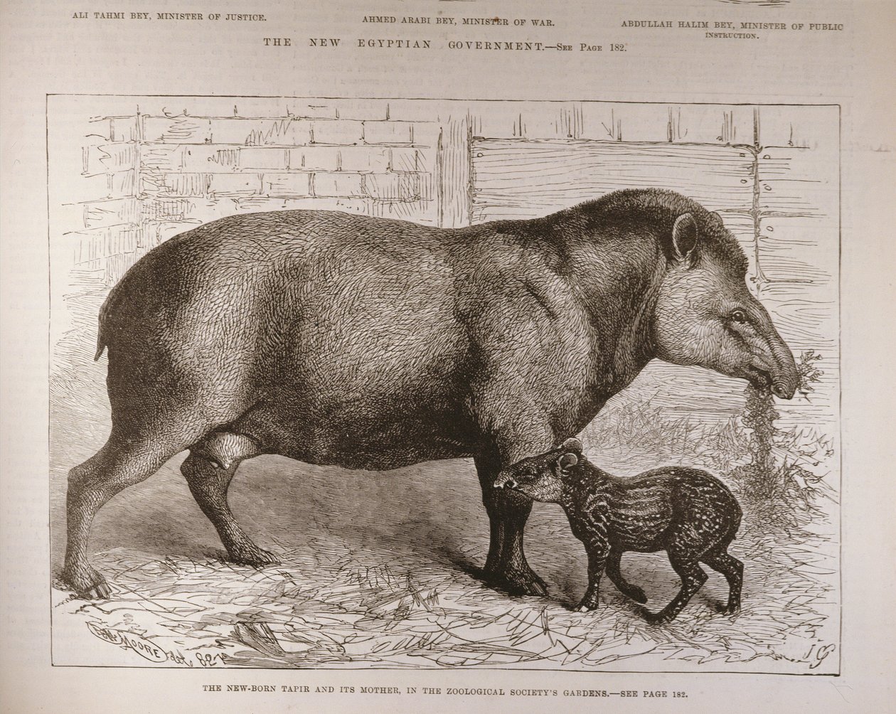 动物园中的新生Tap及其母亲，来自“伦敦新闻画报”，1882年2月25日 作者 英语学校