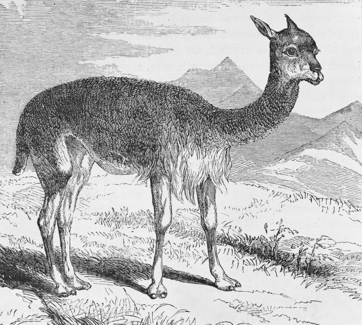位于Rio de Azufre的Vicuna，来自印加的E. George Squier的“旅行和探险之旅”。在1878年 作者 英语学校