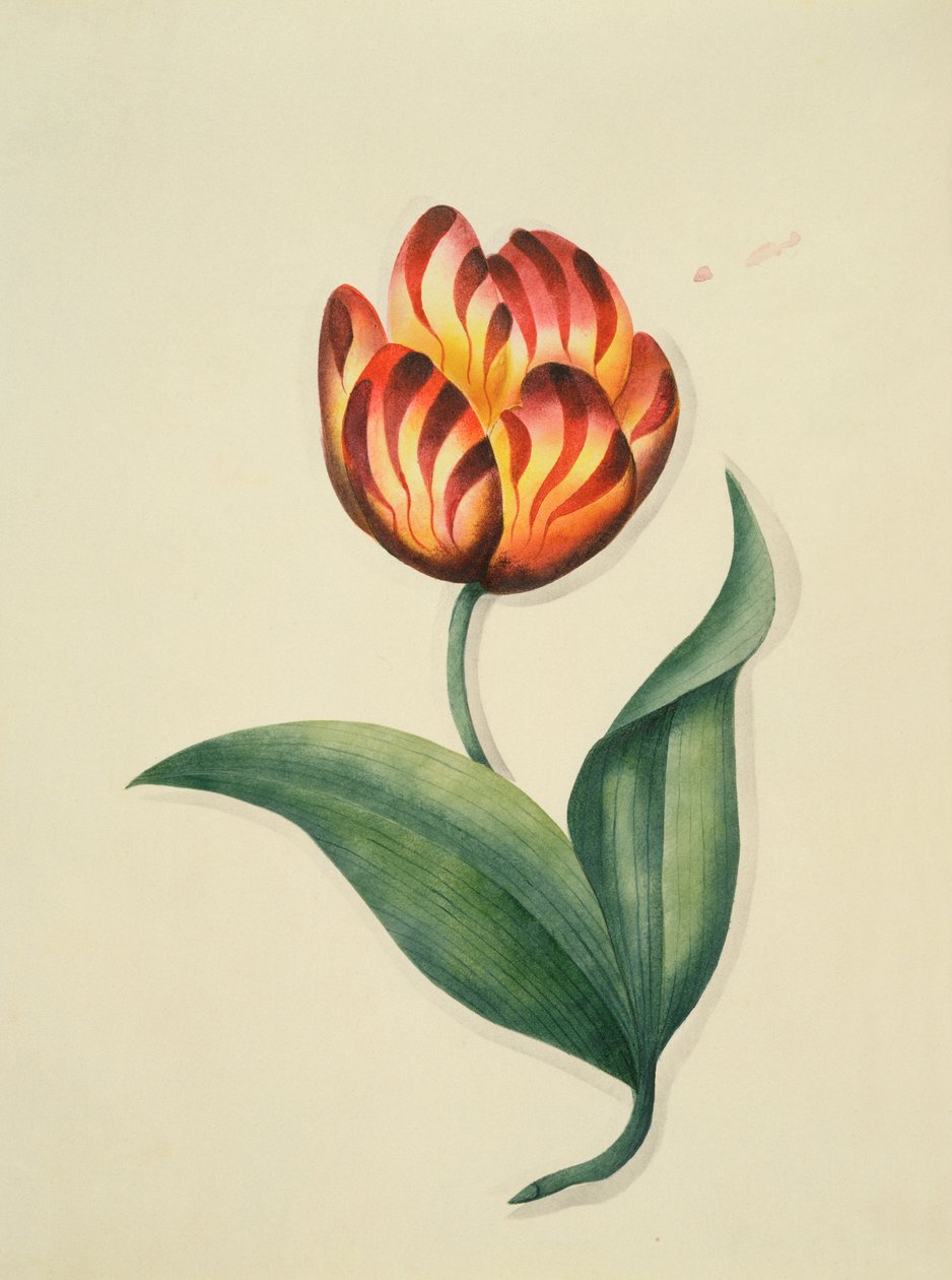 郁金香，来自“鲜花，英国植物手稿”，1840年（wc） 作者 英语学校