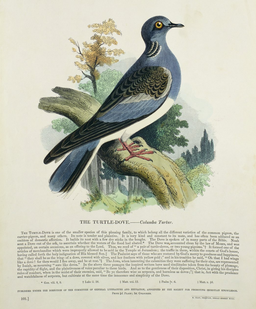 Turtle-Dove（Columba Turur） 作者 英语学校