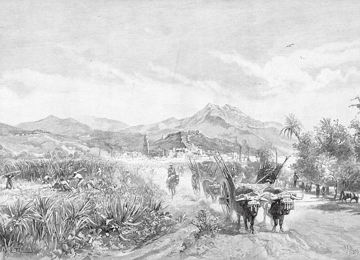 西班牙马拉加的Sugar Fields景观，来自&39;The Picturesque Mediterranean&39;，第3卷，由Cassell and Co.Ltd。出版，1880s-90s 作者 英语学校