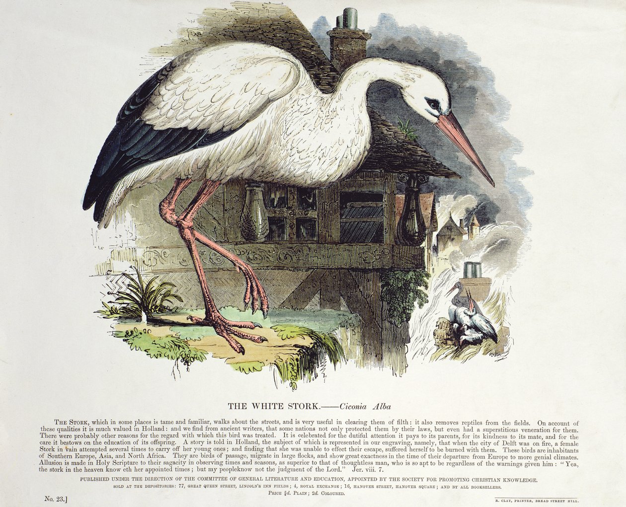 白鹳（Ciconia Alba） 作者 英语学校
