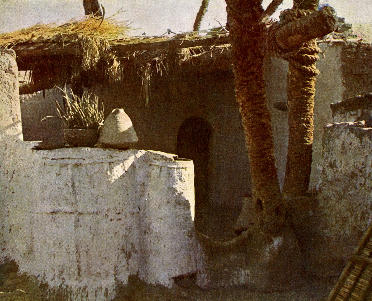 A Fellahin