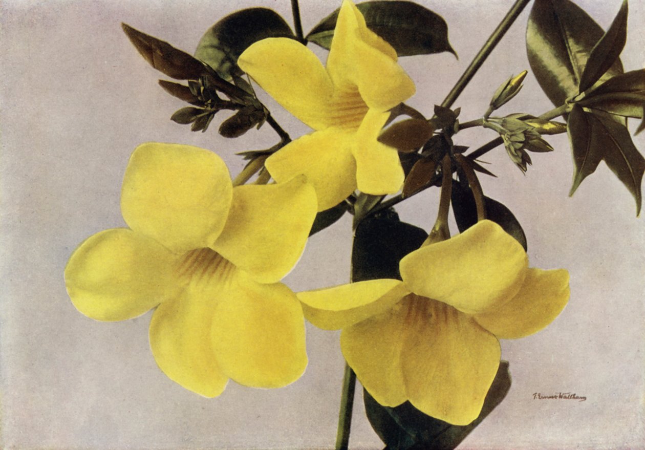 Allamanda Schottii Hendersonii（彩色照片） 作者 英国摄影师