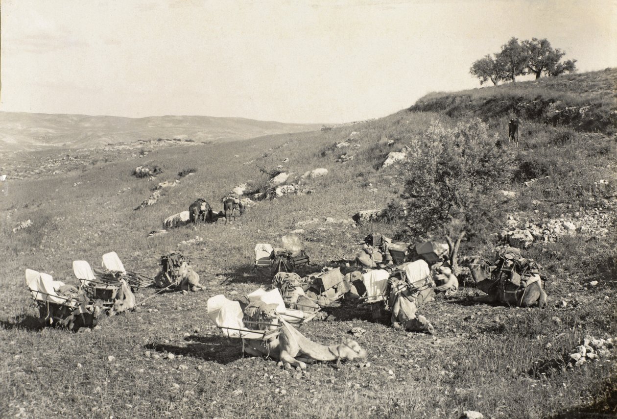 救护骆驼，约1916-19年（黑白照片）。 作者 英国摄影师