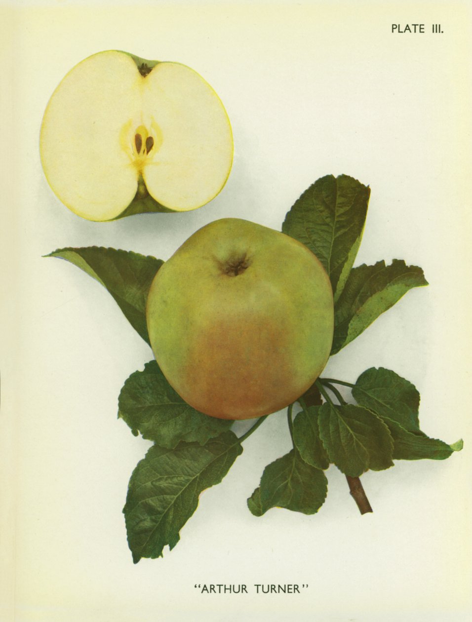 英格兰的苹果：阿瑟-特纳（彩色照片） 作者 英国摄影师