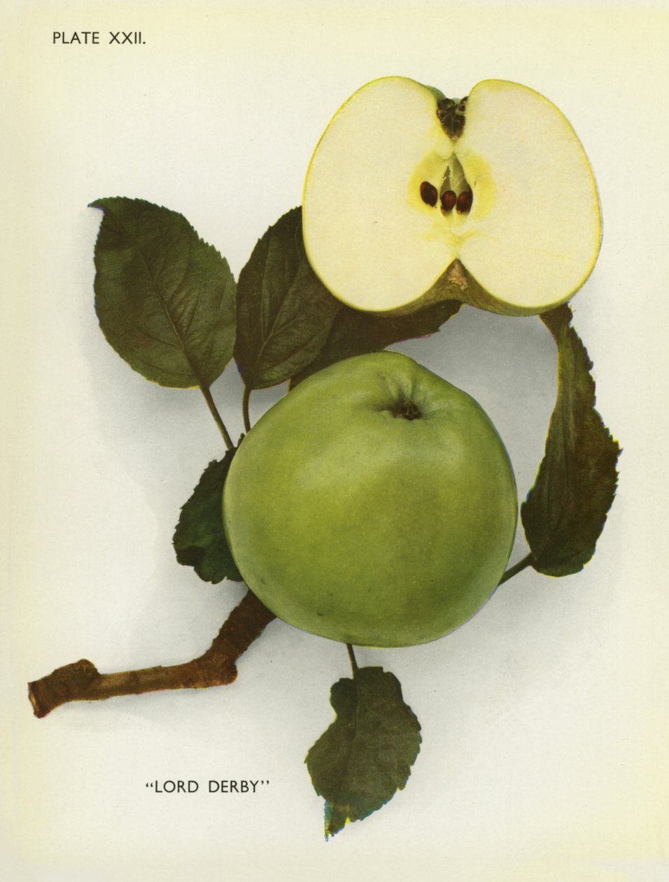 英格兰的苹果：德比勋爵（彩色照片） 作者 英国摄影师