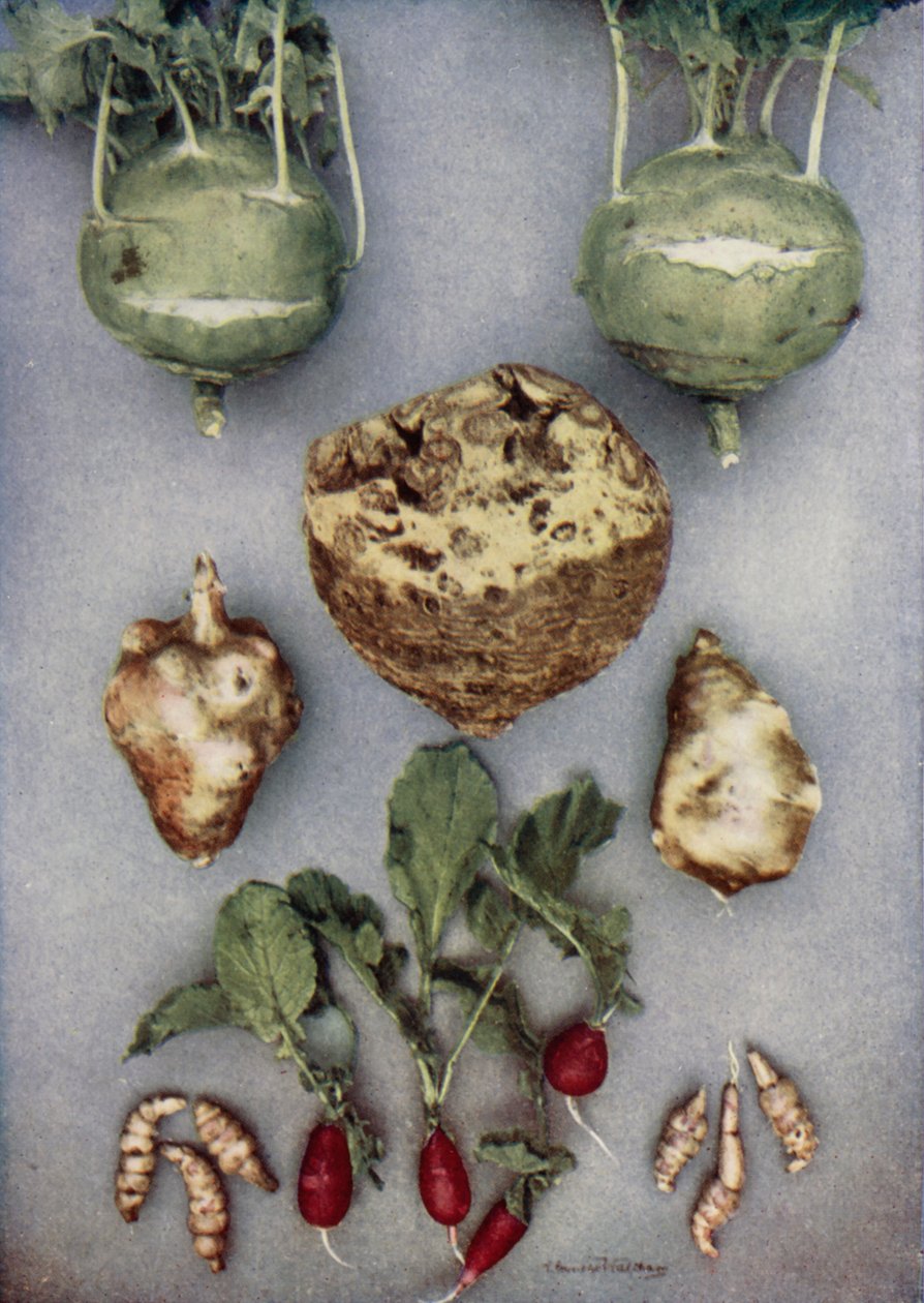 朝鲜蓟、Kohl-Rabi、芹菜和萝卜（彩色照片） 作者 英国摄影师