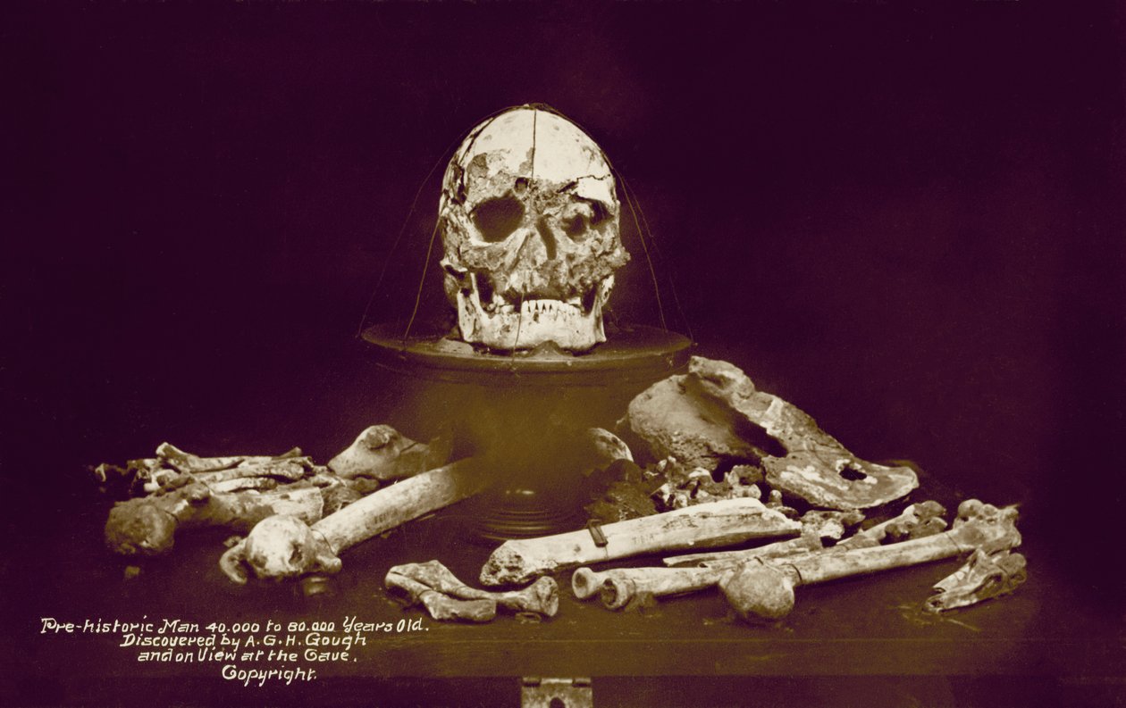 A G H Gough 发现的距今 4 万至 8 万年前的史前人类骨骼（彩色照片） 作者 英国摄影师