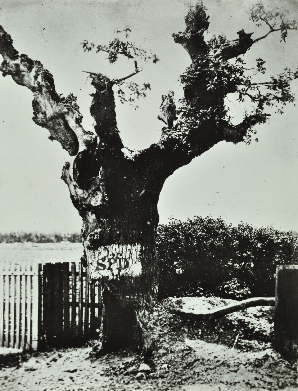 Brockley Lane：Old Oak，伦敦，1890年 作者 英国摄影师