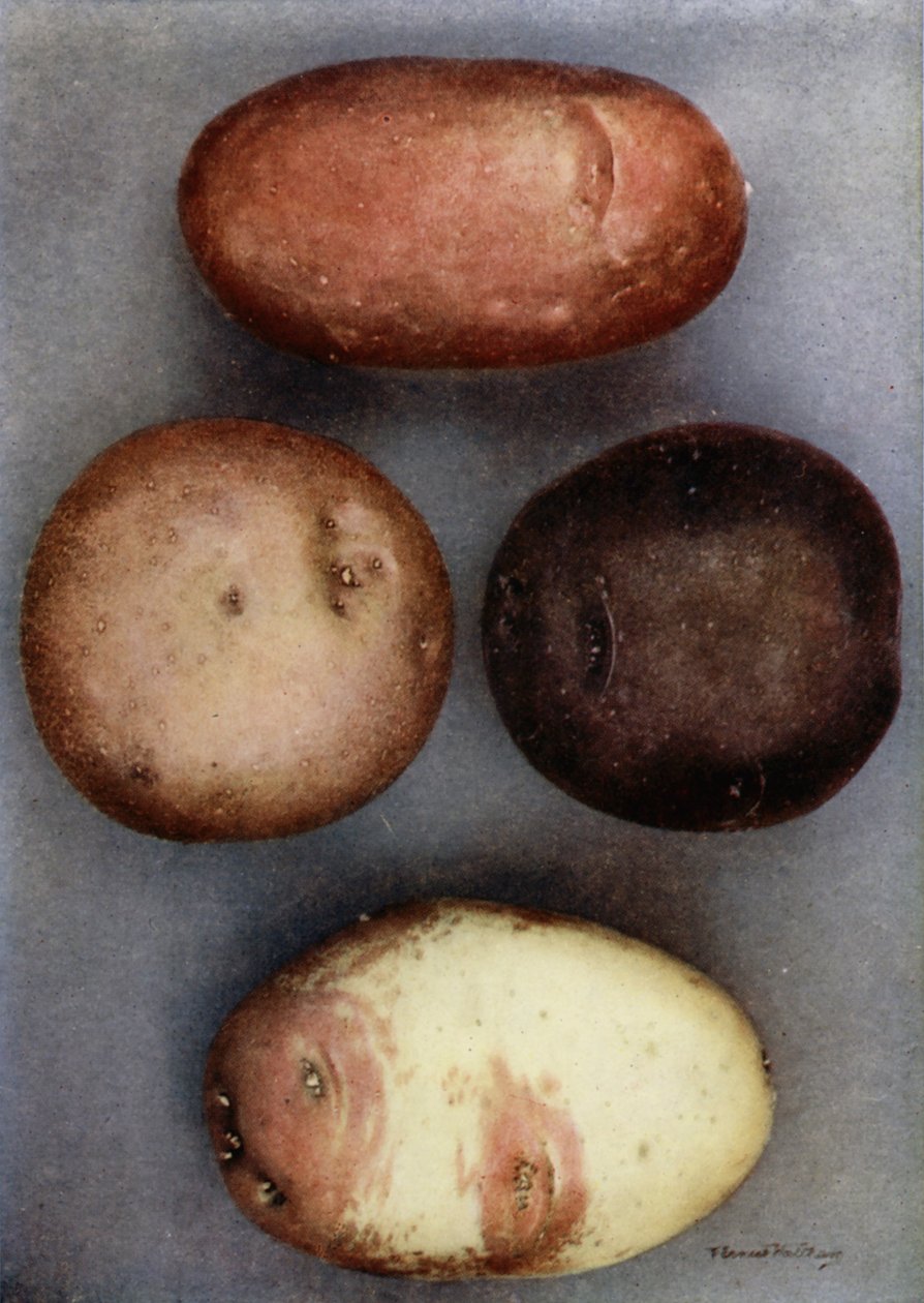 彩色土豆（彩色照片） 作者 英国摄影师