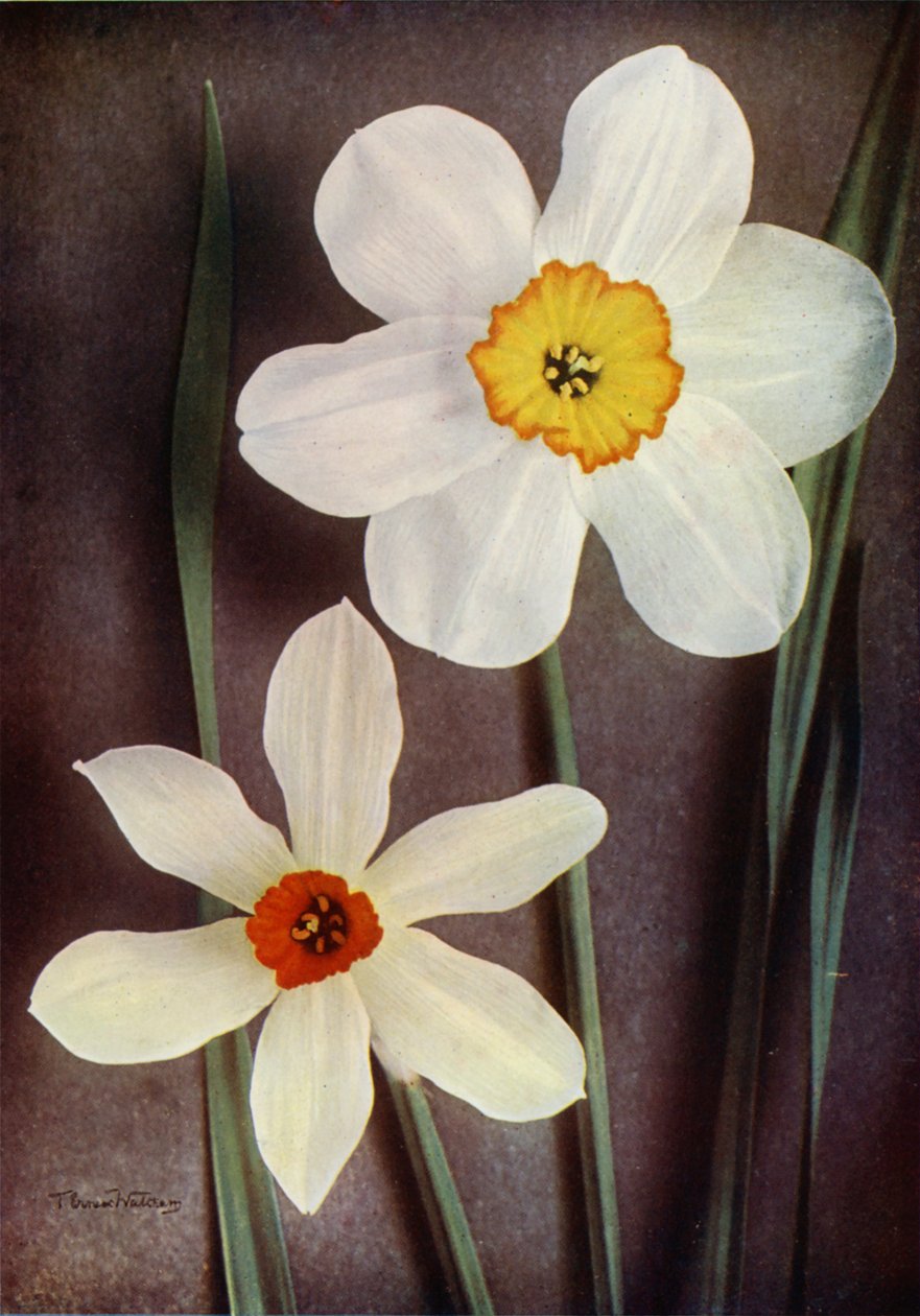 水仙花（彩色照片） 作者 英国摄影师