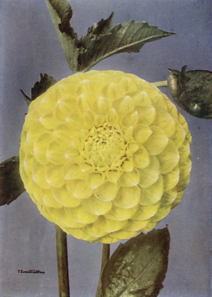 大丽花，桑德斯夫人（彩色照片） 作者 英国摄影师