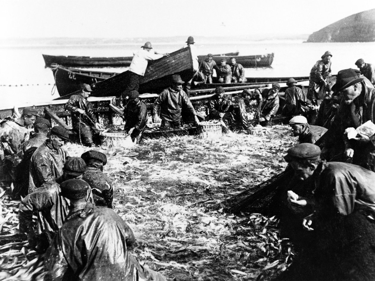 鲱鱼捕获，1890年 作者 英国摄影师