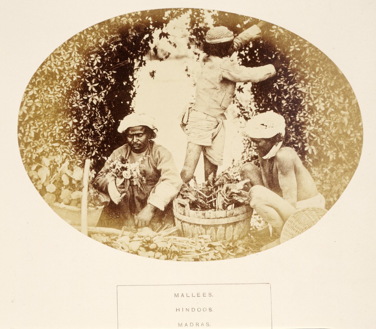 Mallees（园丁），印度教徒，马德拉斯，来自印度人民，由J. Forbes Watson出版，1868年出版（蛋白印刷品） 作者 英国摄影师