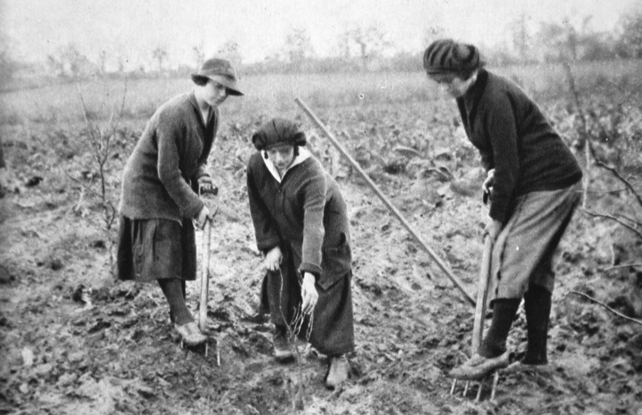 愉快，有利可图，爱国：在1916年8月2日的“画报”战争新闻中，在圣奥尔本斯附近的莱希莫尔希思的水果农场 作者 英国摄影师