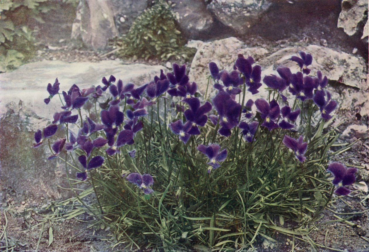 Viola Gracilis（彩色照片） 作者 英国摄影师
