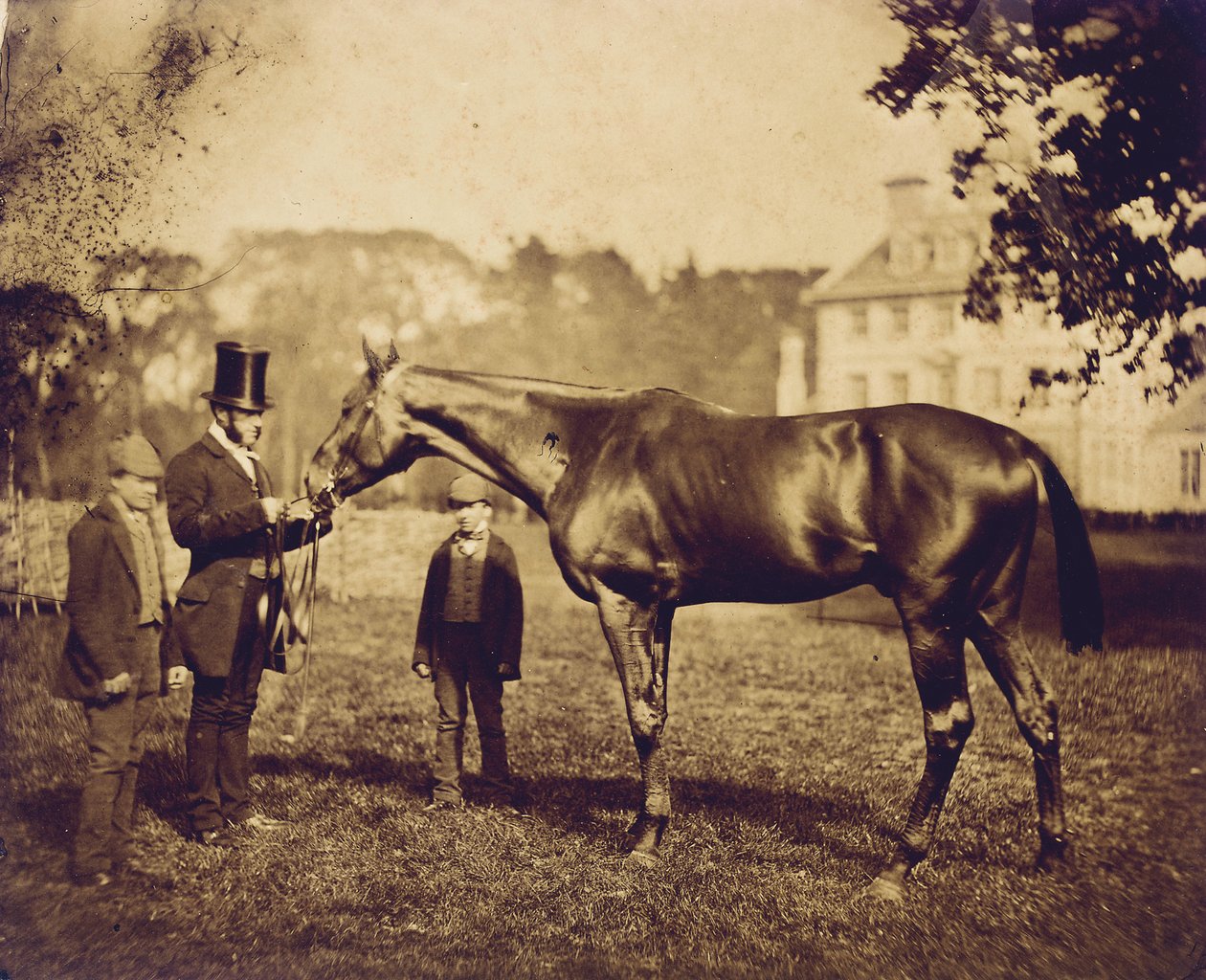 Wild Dayrell，1856年德比大赛冠军 作者 英国摄影师