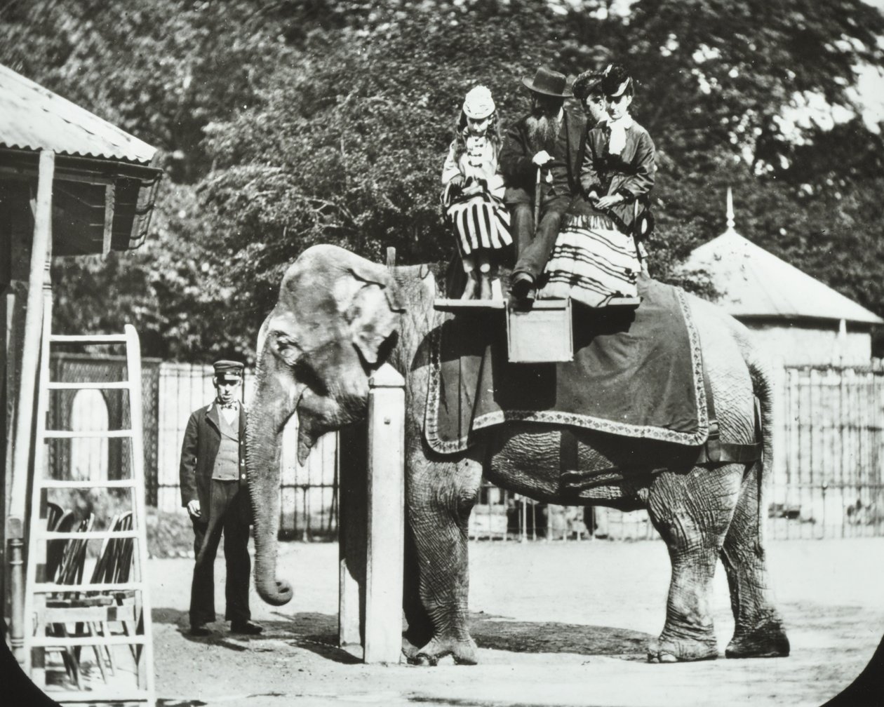 动物园，动物公园：大象与成人和儿童搭车，伦敦动物园，1894年 作者 英国摄影师