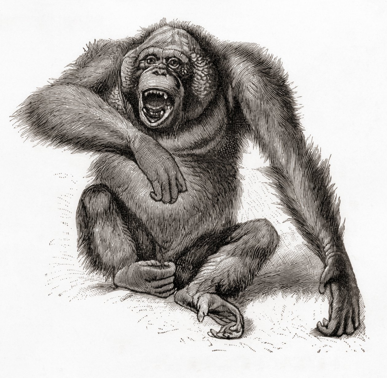 婆罗洲猩猩，Pongo pygmaeus，也拼作 orang-utan、orangutang 或 orang-utang。摘自《迈尔斯词典》，1924 年出版（印刷版） 作者 英语学校