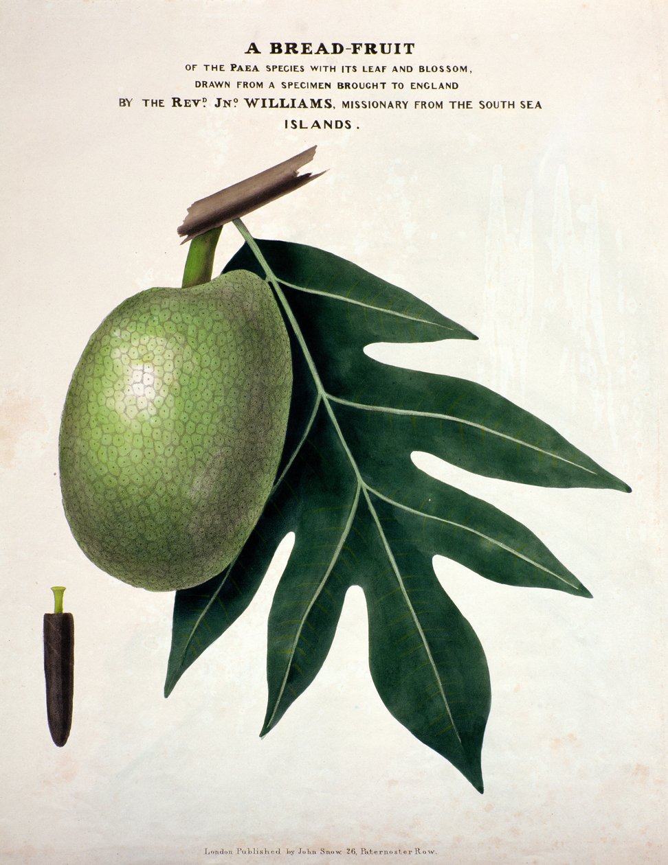 面包果，1825年（手工彩色） 作者 英语学校