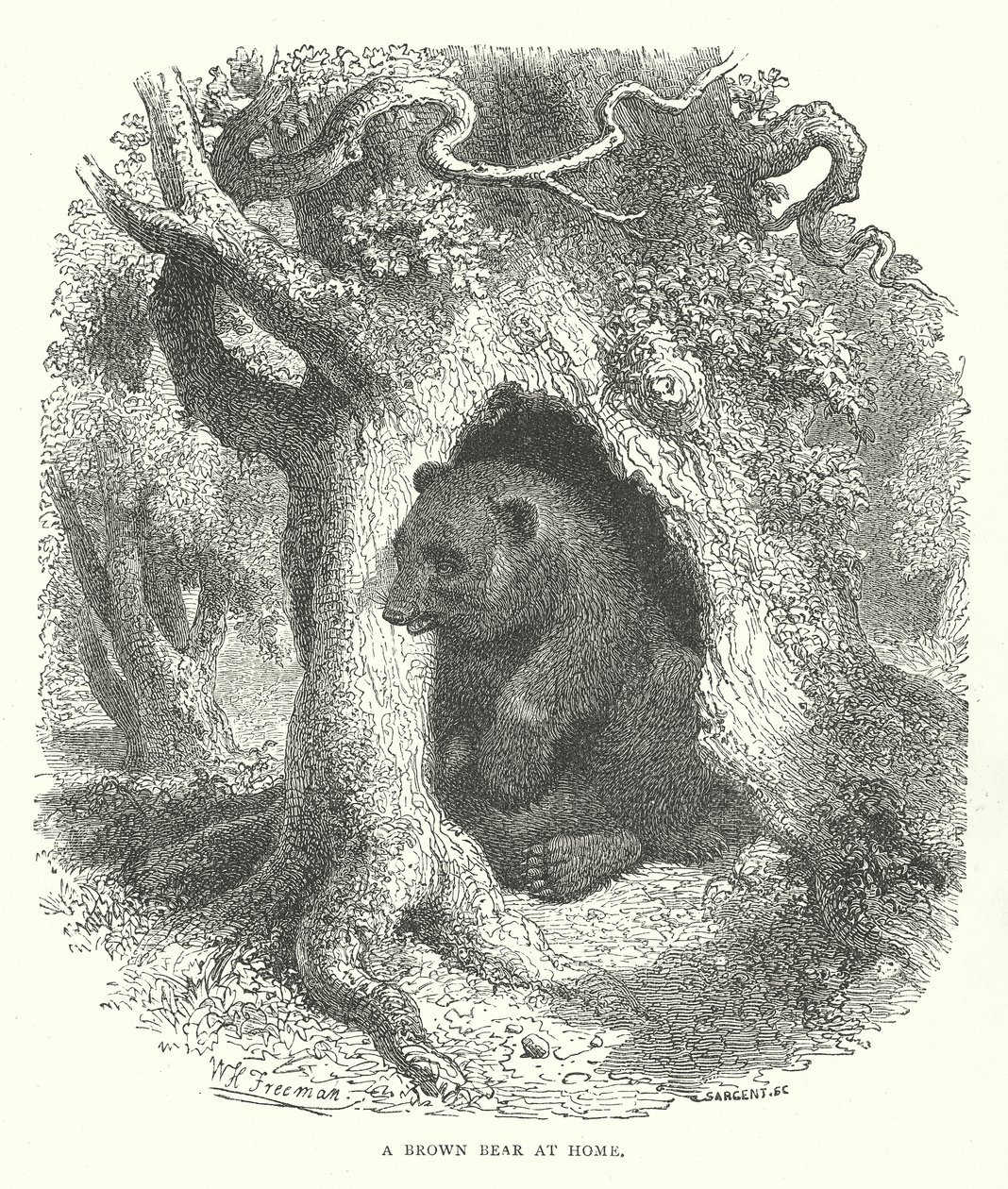 棕熊在家（雕刻） 作者 英语学校