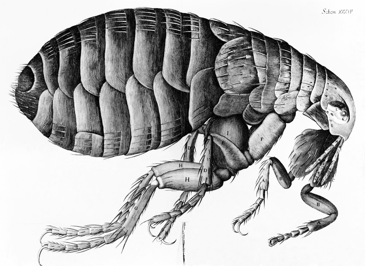 1665年Robert Hooke（1635-1703）的显微镜观察跳蚤 作者 英语学校