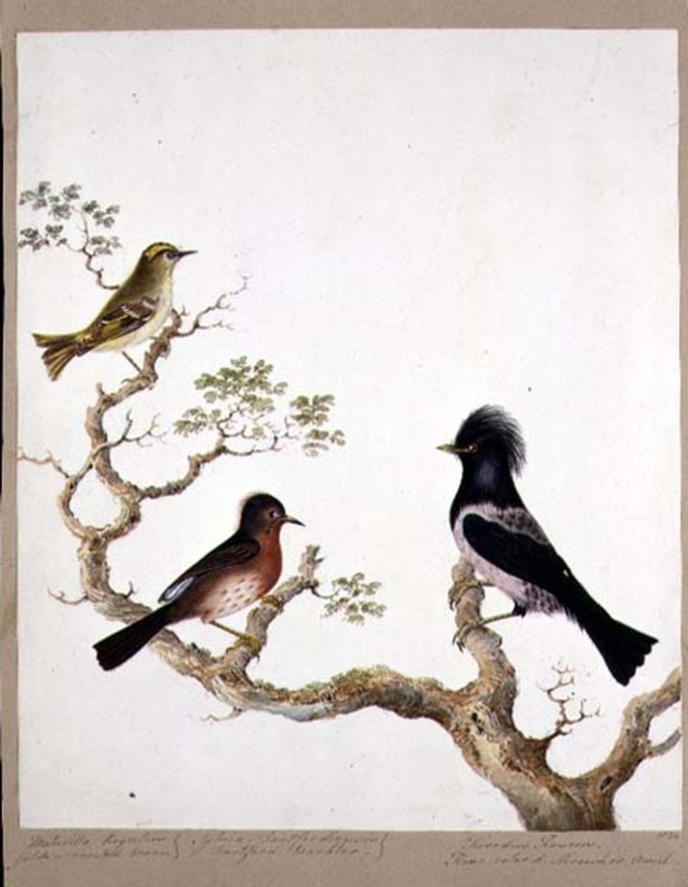 金色凤头W ,,达特福德莺和玫瑰色鹅口疮或Ouzel，1824年（纸上写着） 作者 英语学校