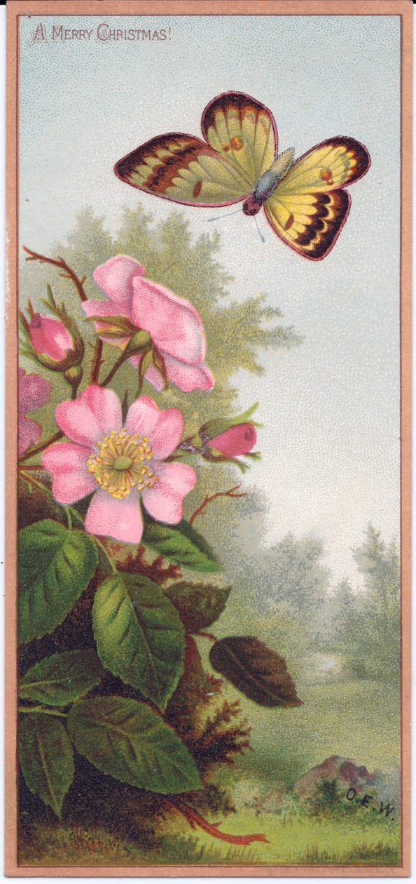 维多利亚时代的圣诞贺卡，描绘了一只蝴蝶和一束狗玫瑰，摄于1880年 作者 英语学校
