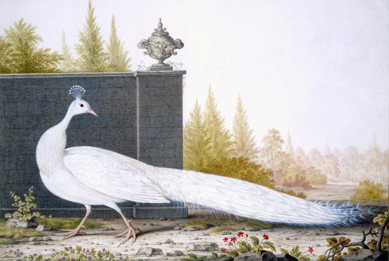 白色Peahen 作者 英语学校