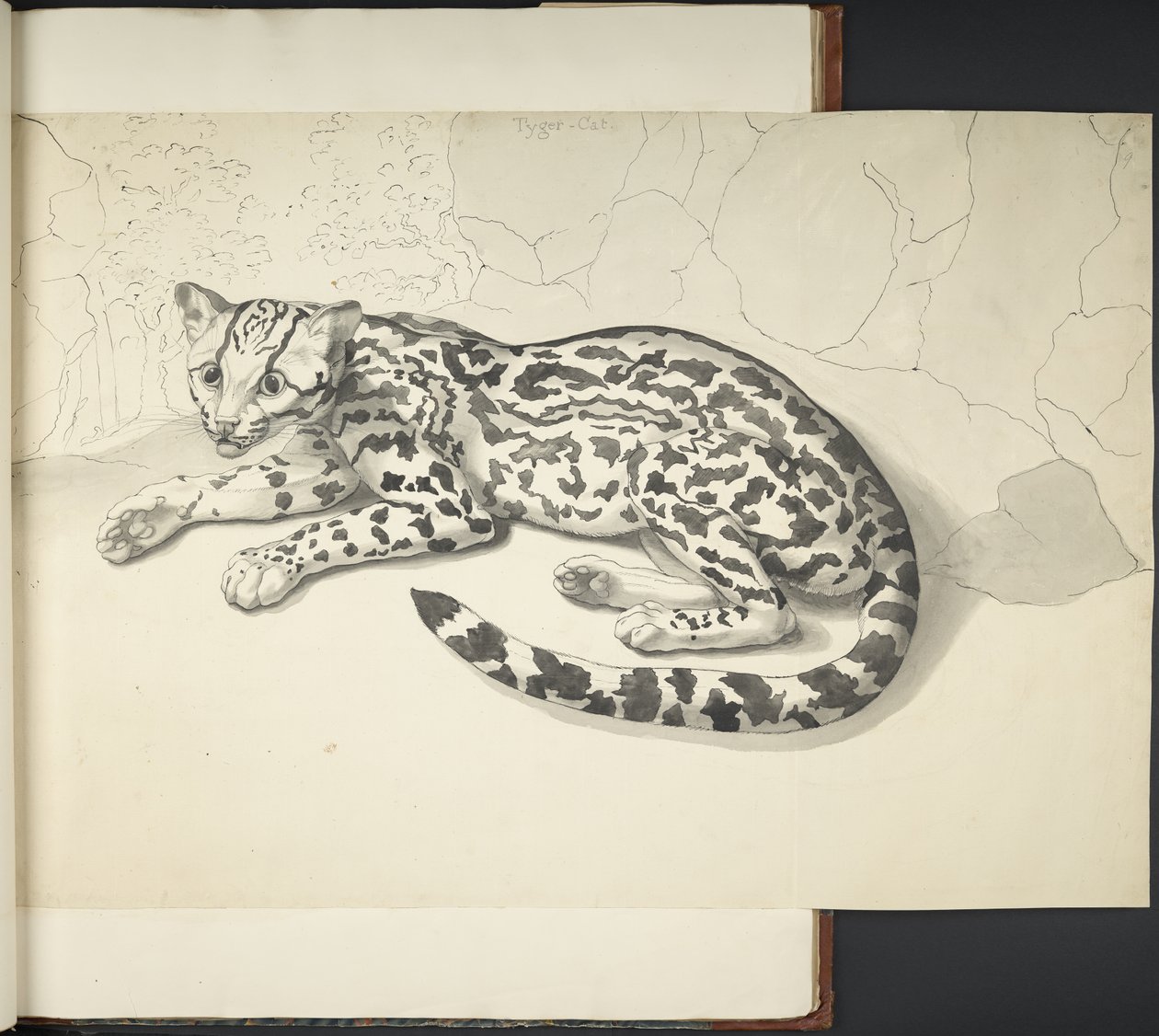 添加 MS 11807 f.9 Tyger Cat，选自 "用印度墨水和铅笔绘制的各种动物和鸟类的大尺幅素描"（印度墨水，纸面）。 作者 英语学校