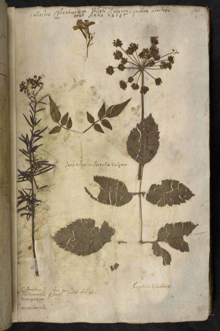 添加 MS 78334 f.3r 干植物标本及说明，摘自约翰-伊夫林的 "Hortus Hyemalis"。 作者 英语学校
