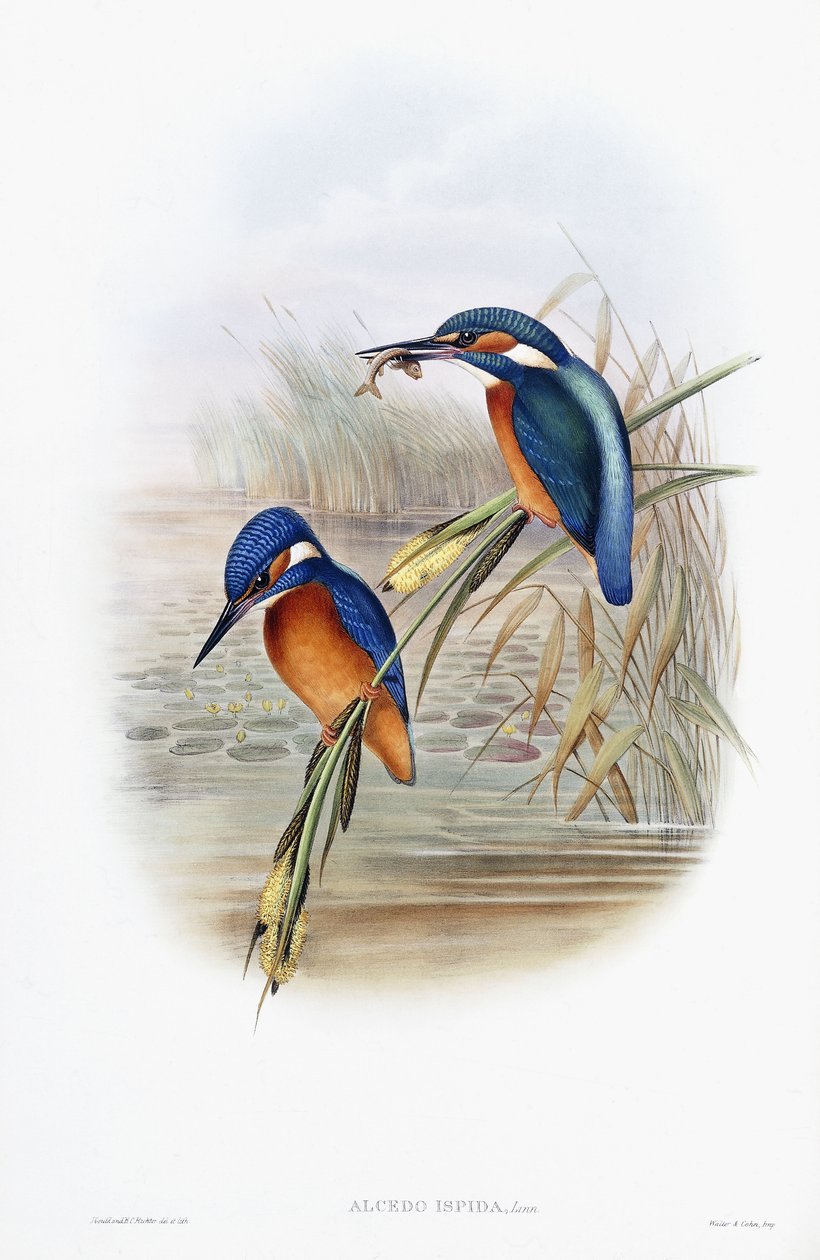 Alcedo Ispida（普通翠鸟） 作者 英语学校