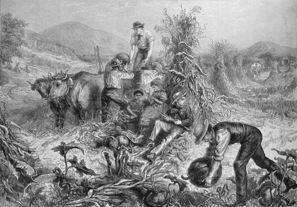 美国畜牧业：收集南瓜和脱壳玉米，来自“伦敦新闻画报”，1881年9月24日 作者 英语学校