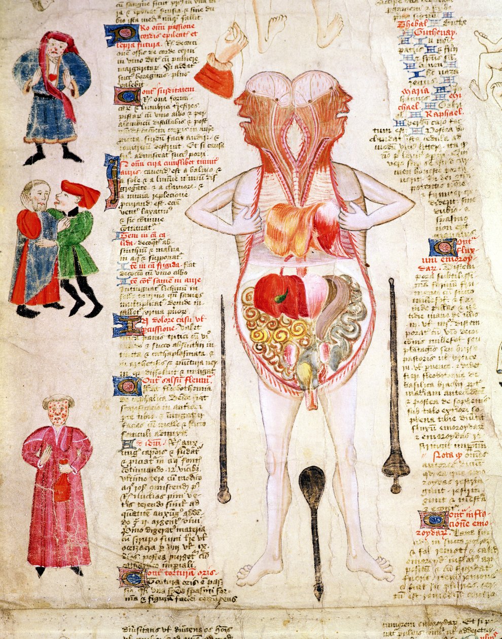 解剖图，选自约翰-阿德恩的《De arte phisicali e de cirurgia》。 作者 英语学校