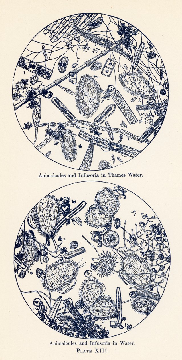 水中的动物和输卵管（彩色石版画） 作者 英语学校